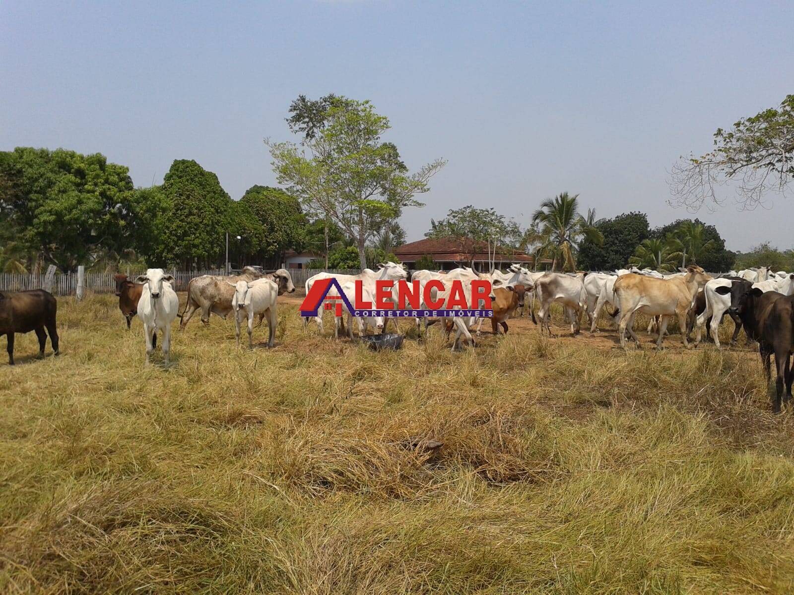 Fazenda à venda com 3 quartos, 3900000m² - Foto 17