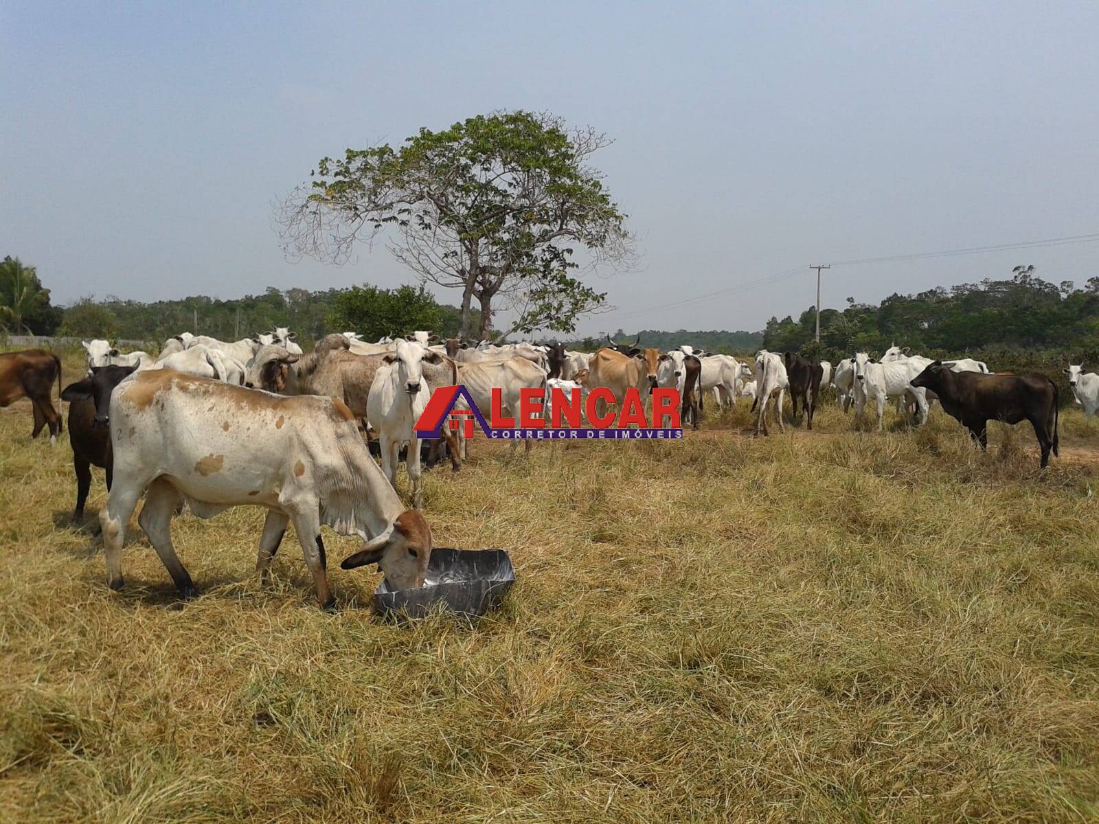 Fazenda à venda com 3 quartos, 3900000m² - Foto 24