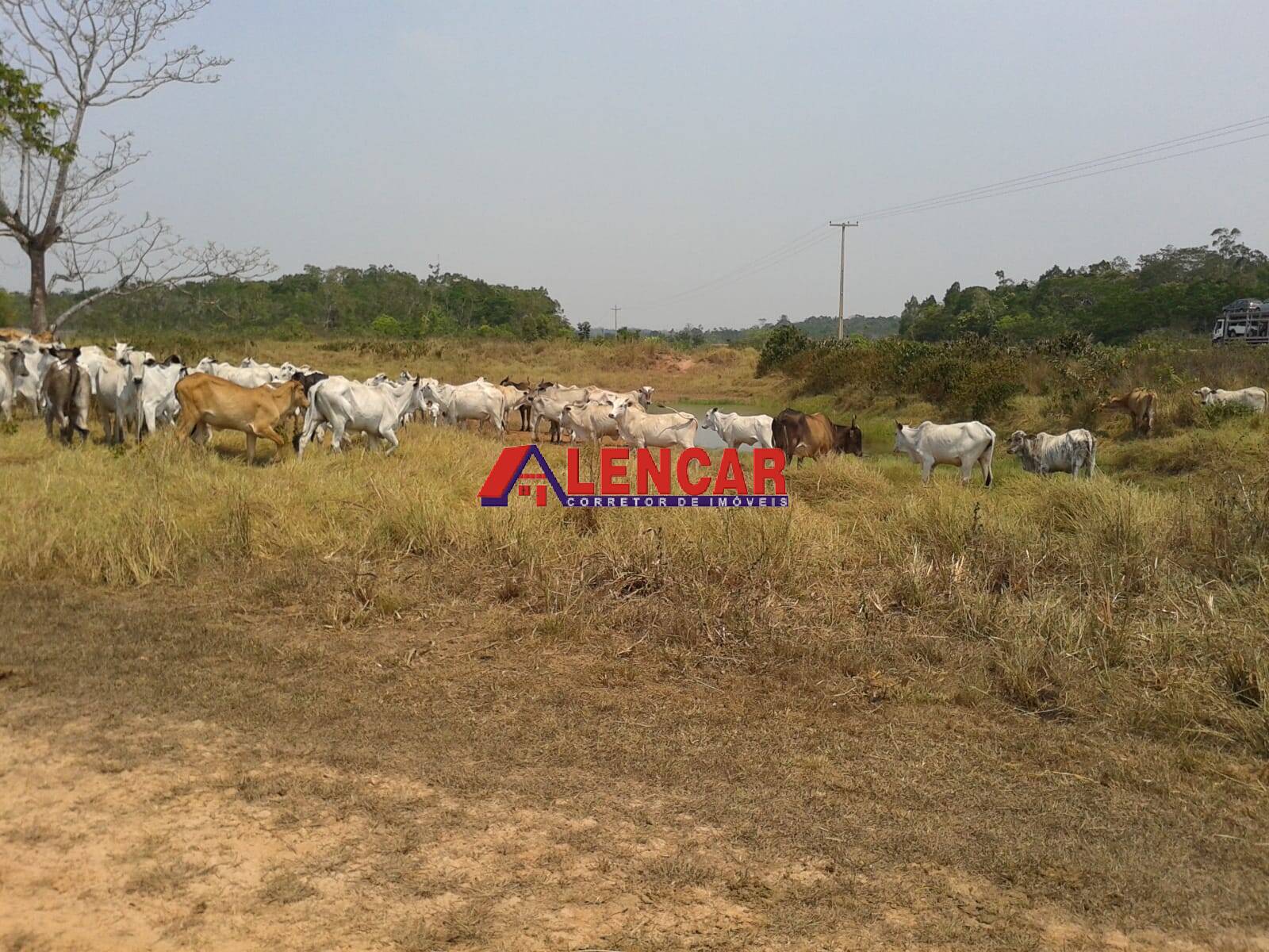 Fazenda à venda com 3 quartos, 3900000m² - Foto 23