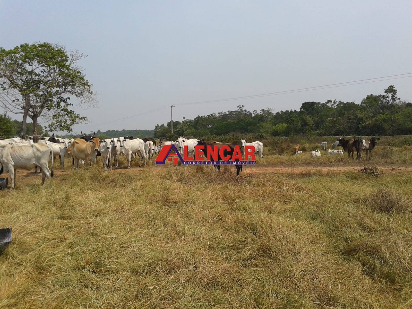 Fazenda à venda com 3 quartos, 3900000m² - Foto 29