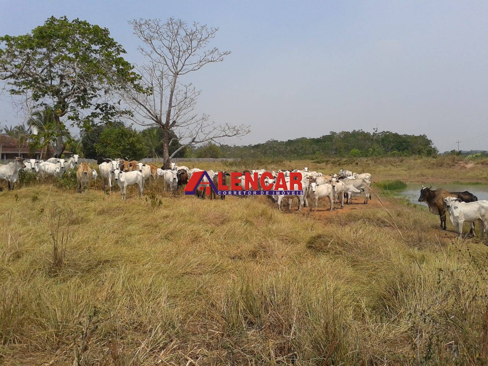 Fazenda à venda com 3 quartos, 3900000m² - Foto 33