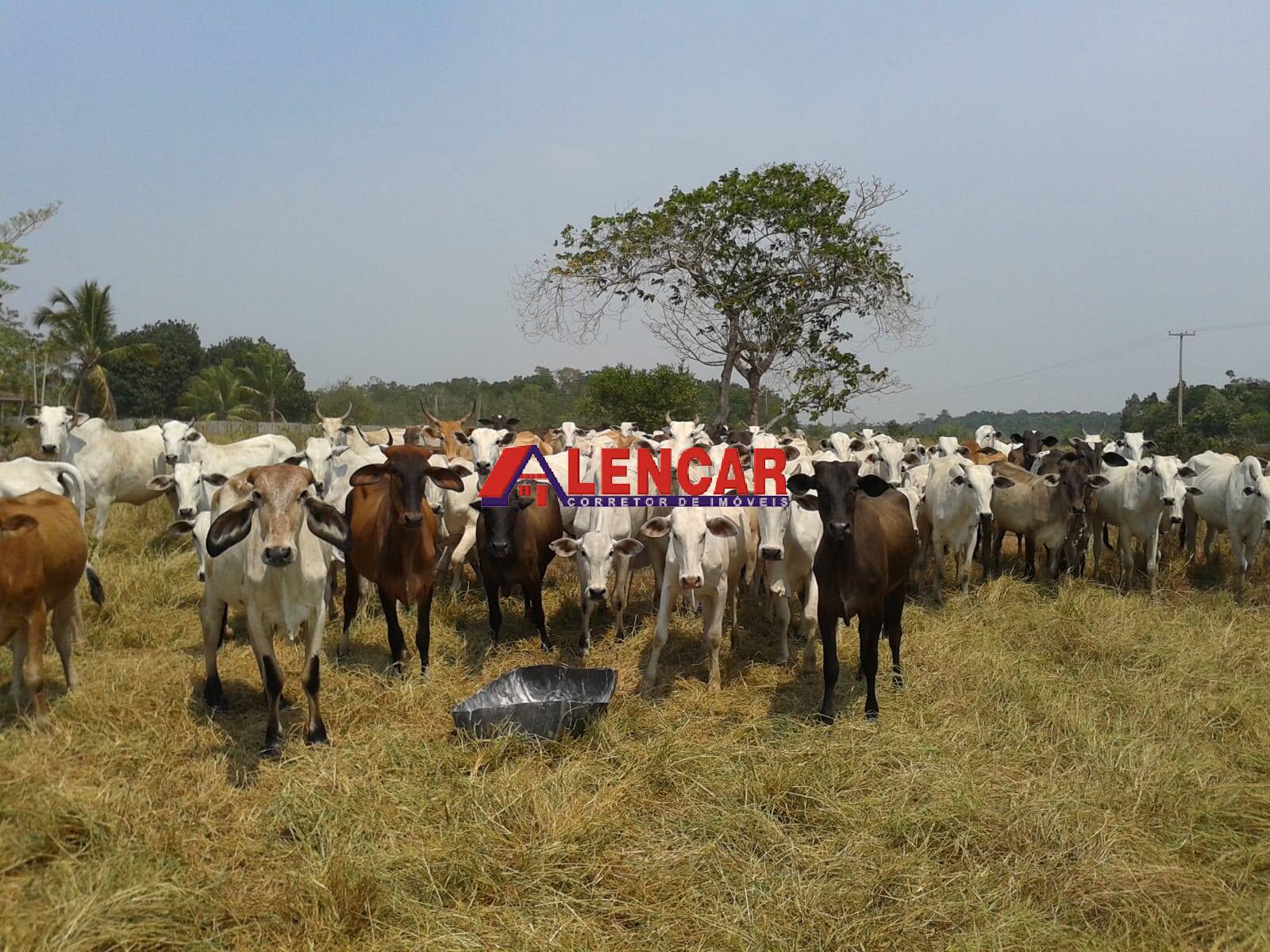 Fazenda à venda com 3 quartos, 3900000m² - Foto 36