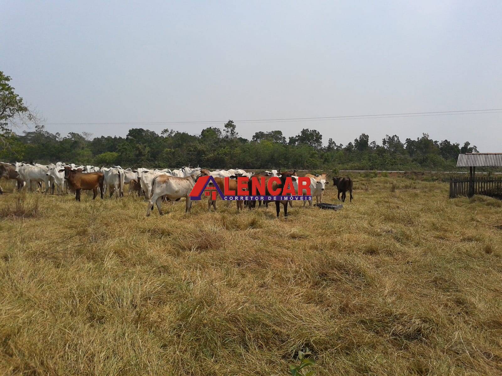 Fazenda à venda com 3 quartos, 3900000m² - Foto 37