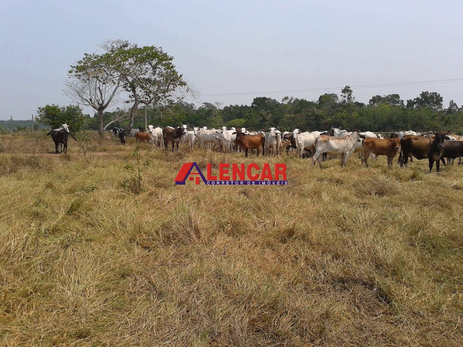 Fazenda à venda com 3 quartos, 3900000m² - Foto 42