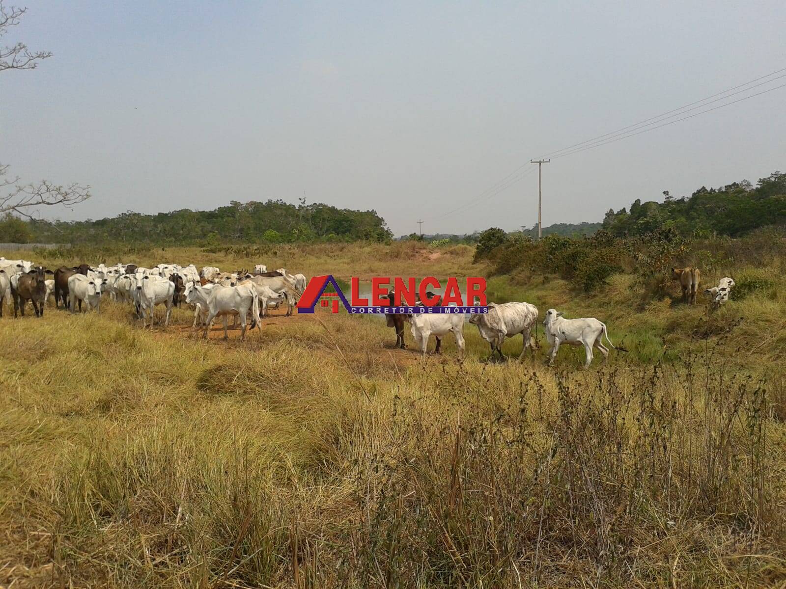 Fazenda à venda com 3 quartos, 3900000m² - Foto 46